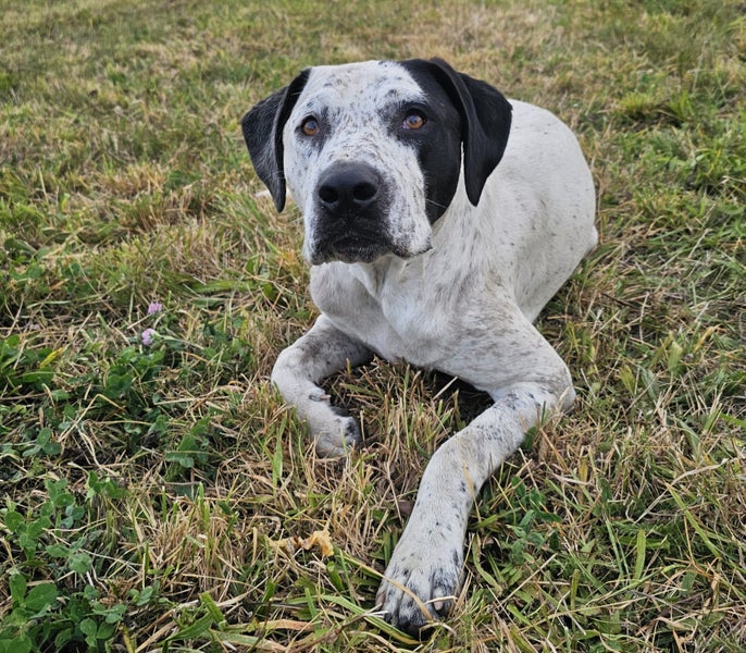 GSP X American Staffy Carousel 2