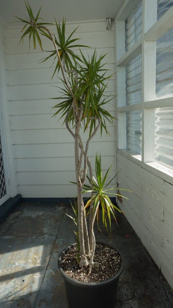 Dracaena Marginata - five mature trees62864727575425112