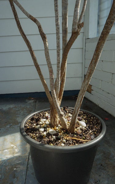 Dracaena Marginata - five mature trees62864727575425113