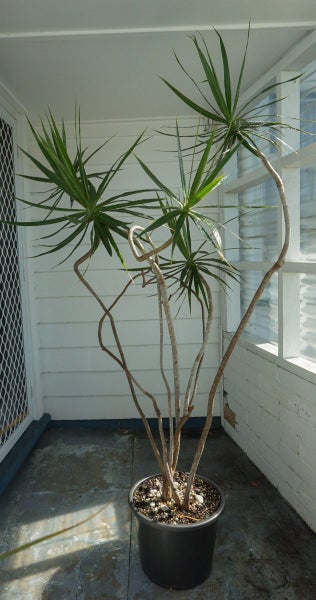 Dracaena Marginata - five mature trees62864727575425114