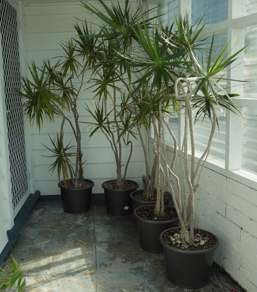 Dracaena Marginata - five mature trees62864727575425111