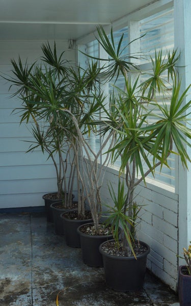 Five mature Dracaena Marginata forest629604604596501115