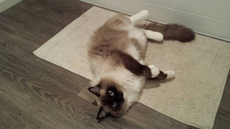Lovely Ragdoll Kittens Carousel 8