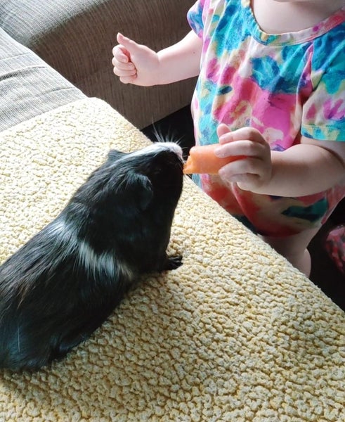 ~FREE Gorgeous Male Guinea Pig~ Carousel 1