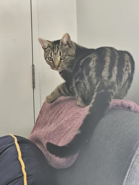 Missing Cat- Flat Bush, Auckland Carousel 2
