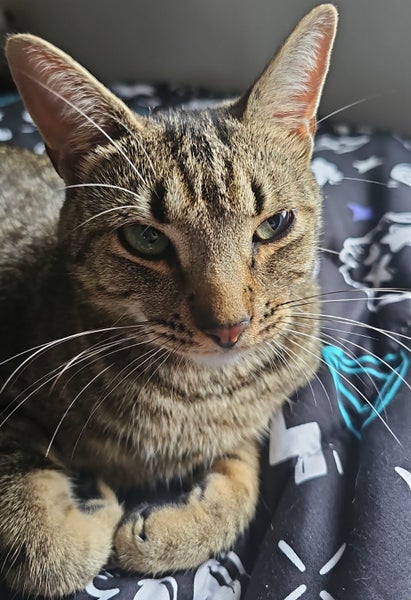 Missing Cat- Flat Bush, Auckland Carousel 1