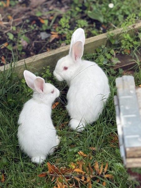 A Pair of Flemish x NZ White kittens for sale Carousel 1