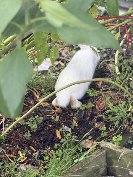 A Pair of Flemish x NZ White kittens for sale Carousel 2