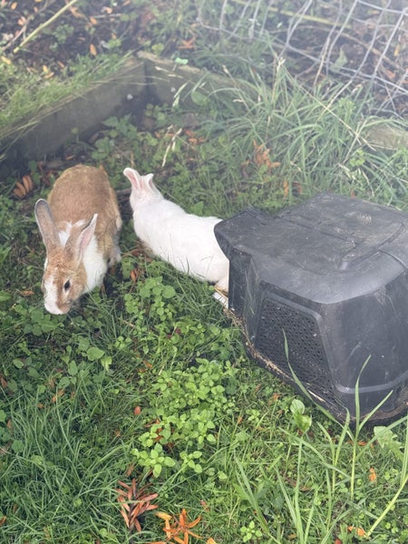 A Pair of Flemish x NZ White kittens for sale Carousel 6