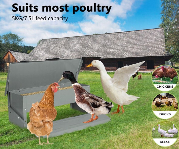New Chicken Feeder on Afterpay Carousel 1