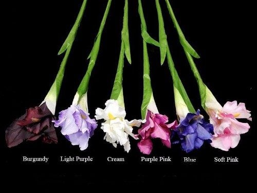 Cream Iris Carousel 1