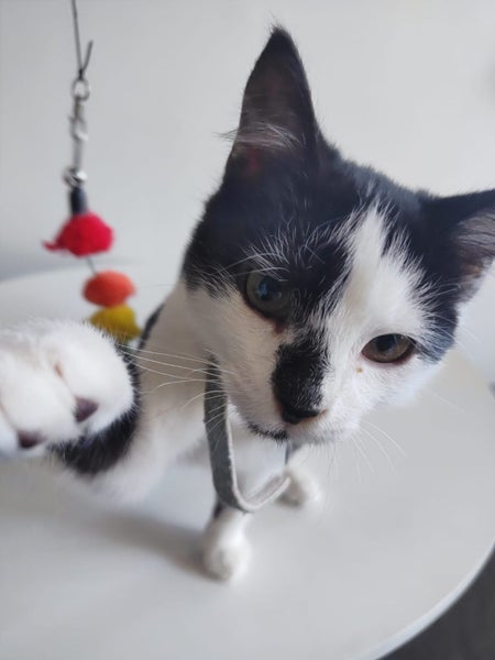 CAT RESCUE CHCH - Ready For Adoption Loki Carousel 1