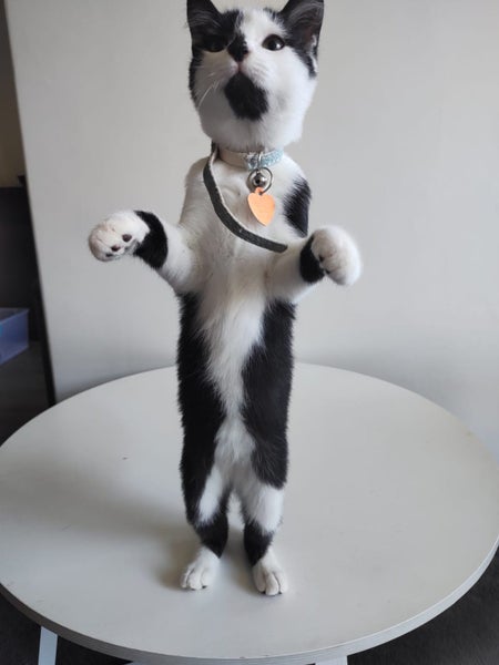 CAT RESCUE CHCH - Ready For Adoption Loki Carousel 2