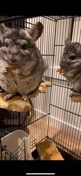 chinchilla Carousel 1