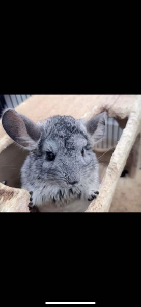 chinchilla Carousel 8