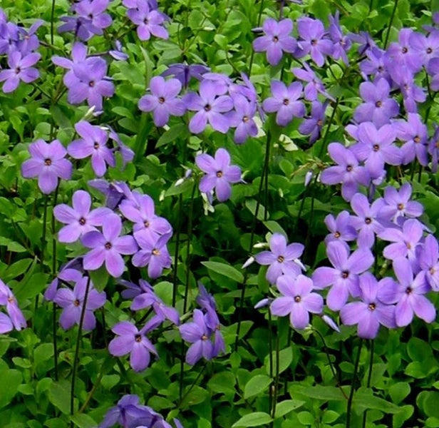 Phlox stolonifera Violet Vere spreading, mat-forming scented Carousel 1
