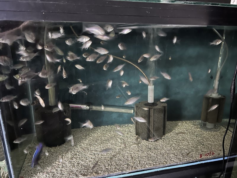 Fish Tank Carousel 2