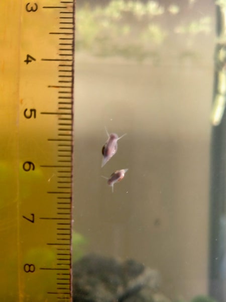 Bladder snails - Physa acuta Carousel 5
