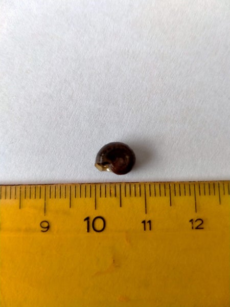 Ramshorn snails Carousel 6