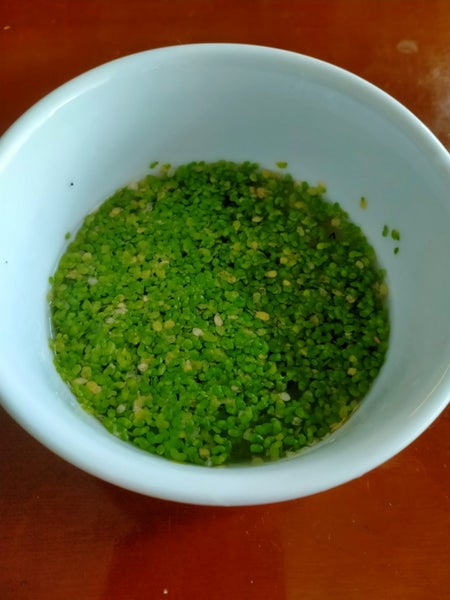 Lemna minor - Duckweed Carousel 3