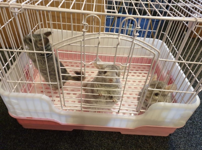 Portable Cage Carousel 1