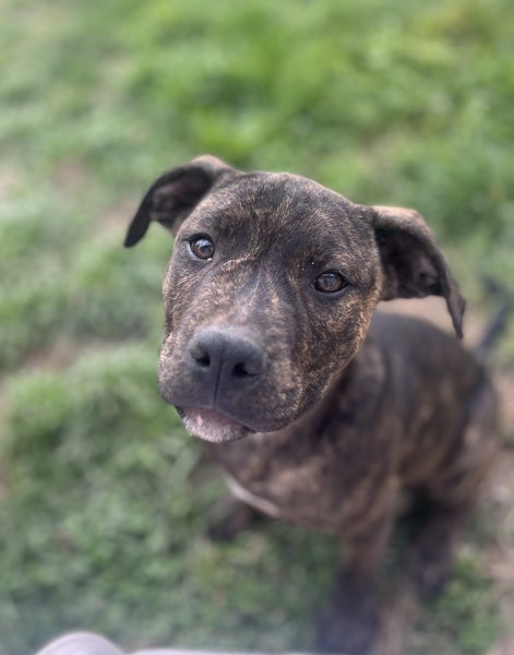 Hudson (Ellie's Canine Rescue & Rehome) Carousel 1