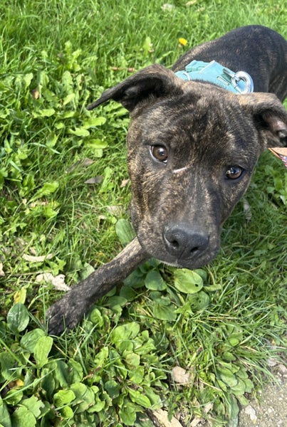 Hudson (Ellie's Canine Rescue & Rehome) Carousel 2
