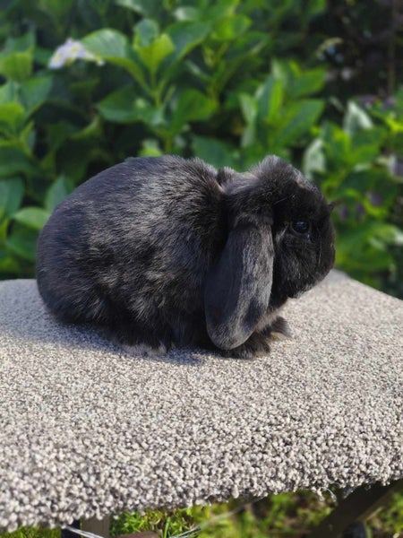 Purebred Mini Lop rabbits Carousel 4