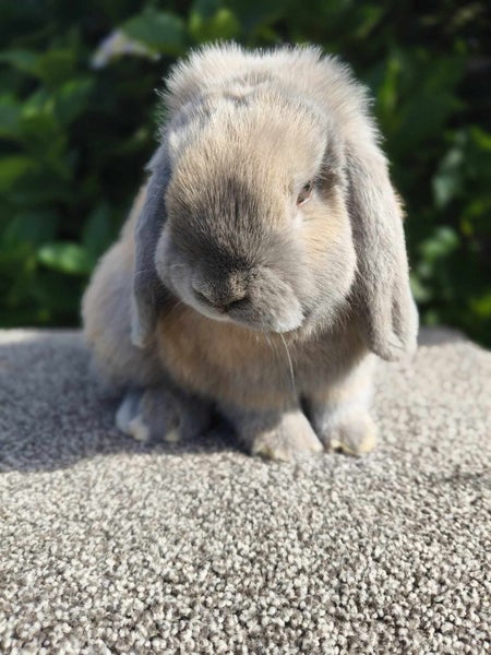 Purebred Mini Lop rabbits Carousel 1