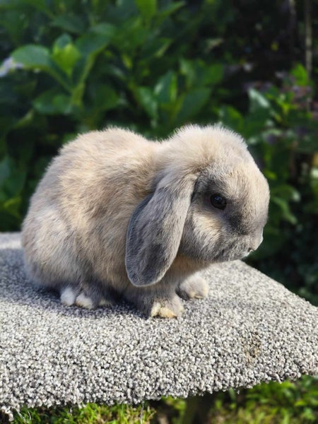 Purebred Mini Lop rabbits Carousel 2