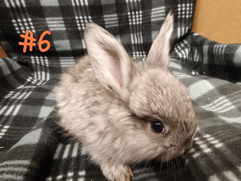 Jersey / Chinchilla & Netherland Dwarfs Carousel 1