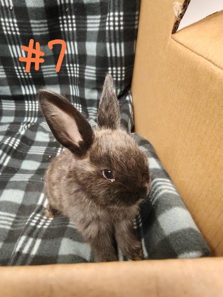 Jersey / Chinchilla & Netherland Dwarfs Carousel 2