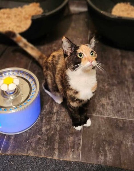 Rescue Kitten Lucy Carousel 1