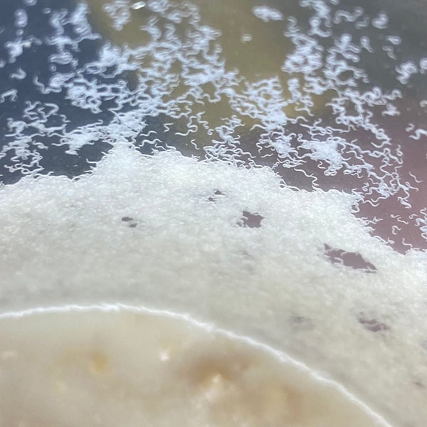 Microworm Culture (Live Food) Carousel 2