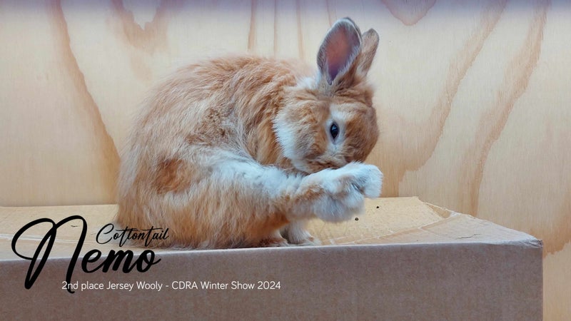 Jersey Wooly rabbit buck Carousel 2