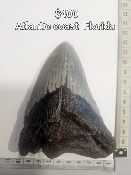 Megalodon shark teeth 9 Carousel 1