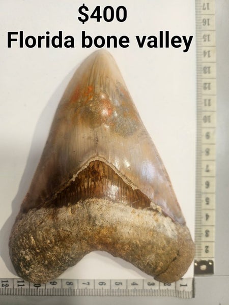 Megalodon shark teeth 9 Carousel 2