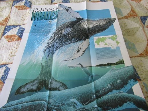 Chart : Humpback Whales Carousel 1