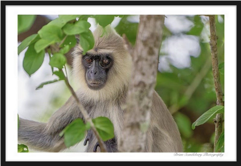 Framed Wildlife Print: Black Faced Monkey (A3) Carousel 3