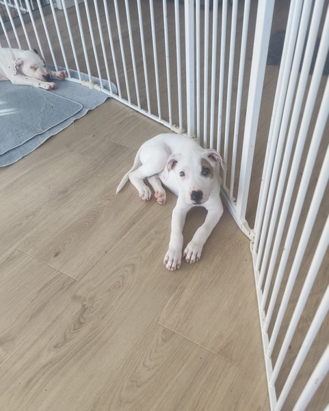 Rebel - American bulldog x - Spot Rescue Carousel 2
