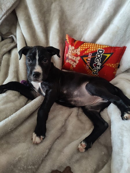 June Bug- American bulldog x - Spot Rescue Carousel 15