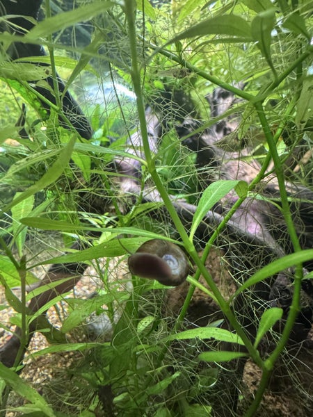 Ramshorn snails ($0.99/each) Carousel 9