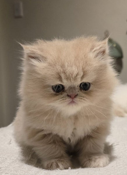 Beautiful Pedigree Persian Kittens Carousel 2