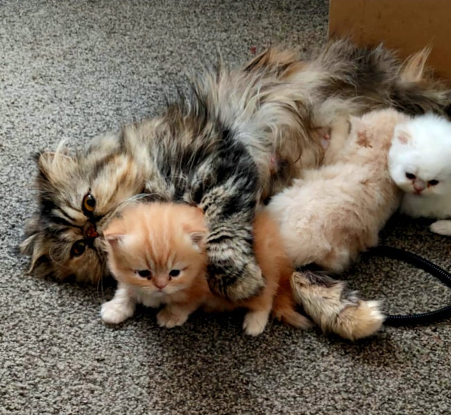 Beautiful Pedigree Persian Kittens Carousel 11