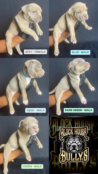 American bullys Carousel 2
