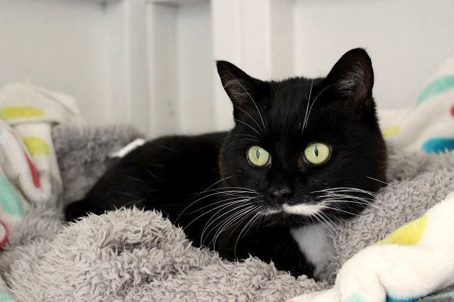 Cats Protection Canterbury - Sylvie Carousel 2