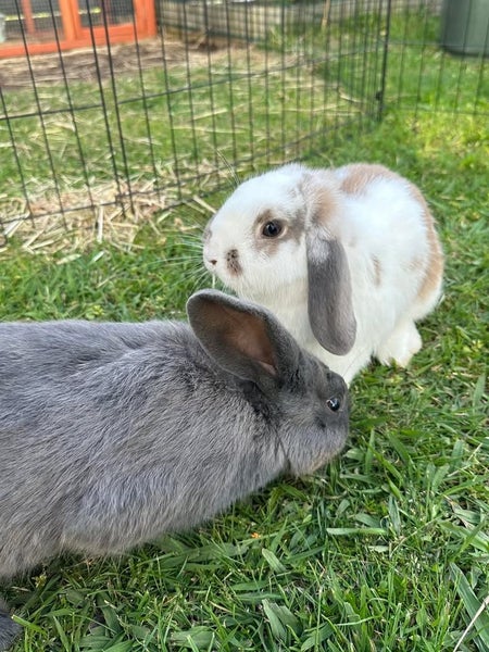 Harry & Tori - Happy Rescue Carousel 2