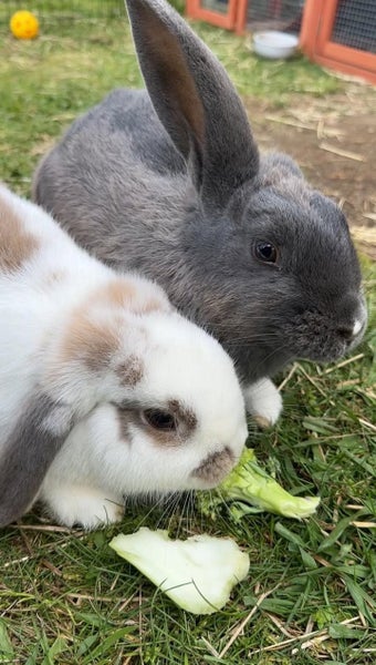 Harry & Tori - Happy Rescue Carousel 4