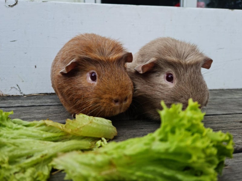 Guinea Pigs Carousel 1