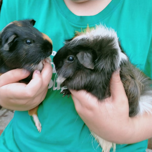 Guinea Pigs Carousel 1